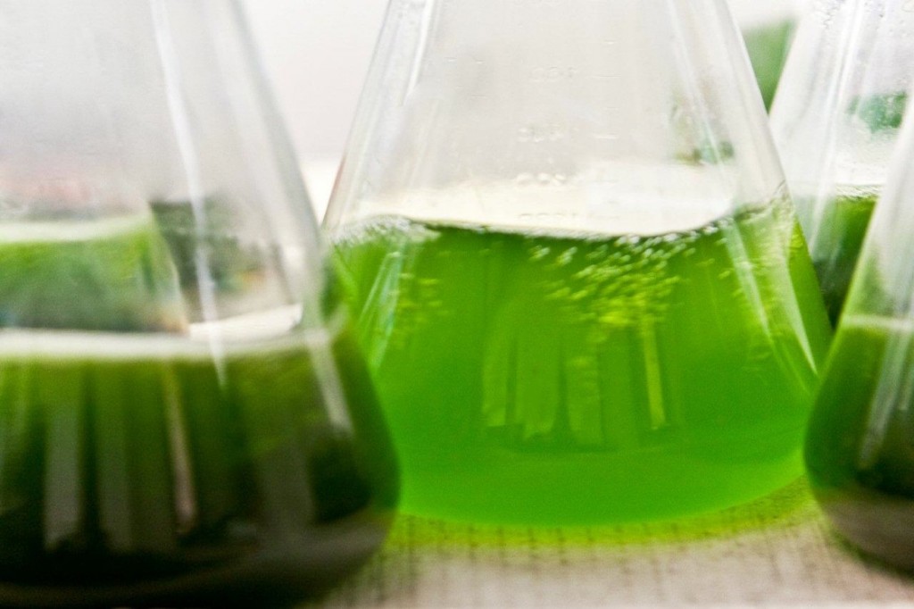 algae_biodiesel5