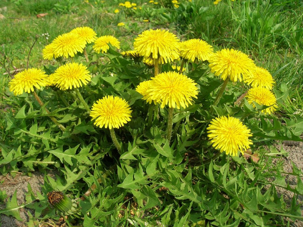 most common backyard edible weed